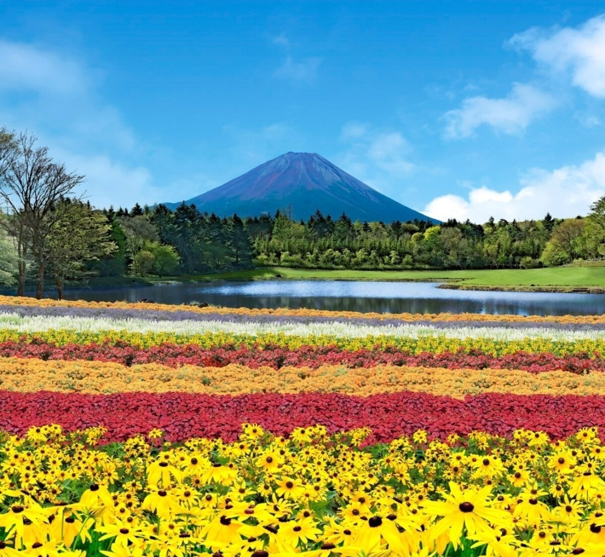 富士山下的恬静花海