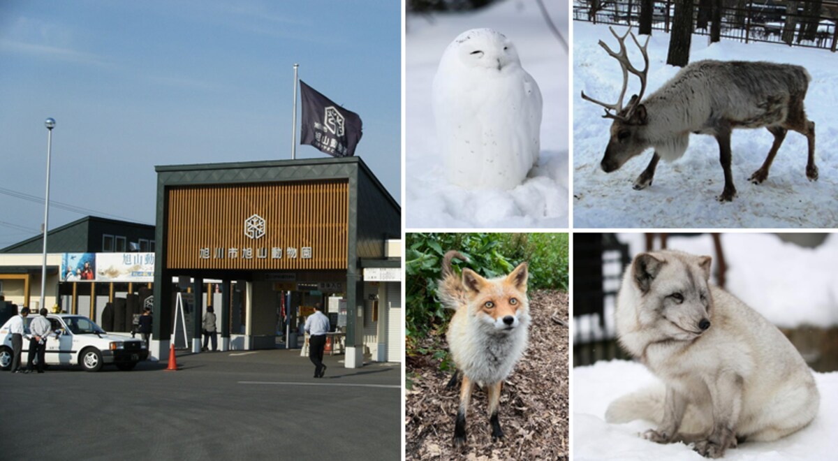 1.2 สวนสัตว์อาซาฮิยามะ (Asahiyama Zoo)