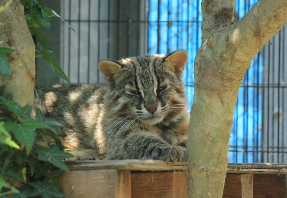 The Tsushima Leopard Cat