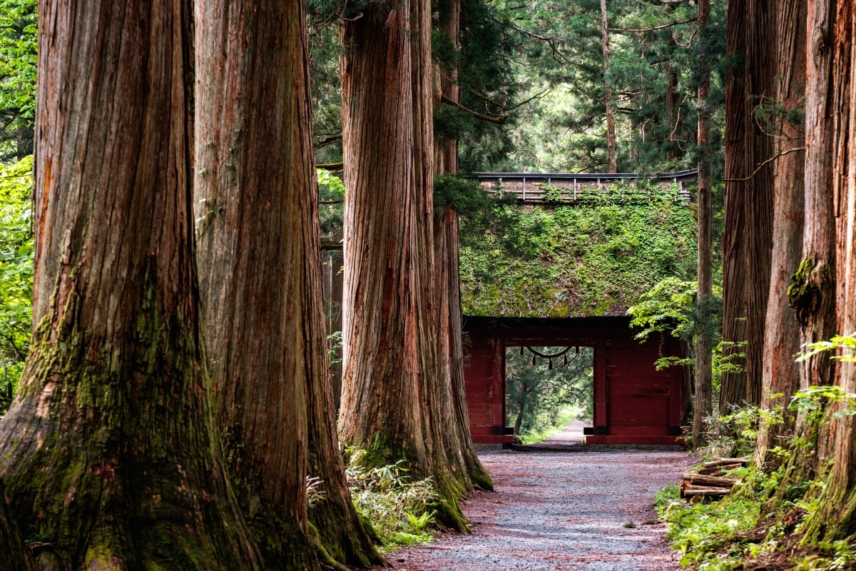 5. ศาลเจ้าโทกากุชิ (Togakushi Shrine) จังหวัดนากาโนะ (Nagano)