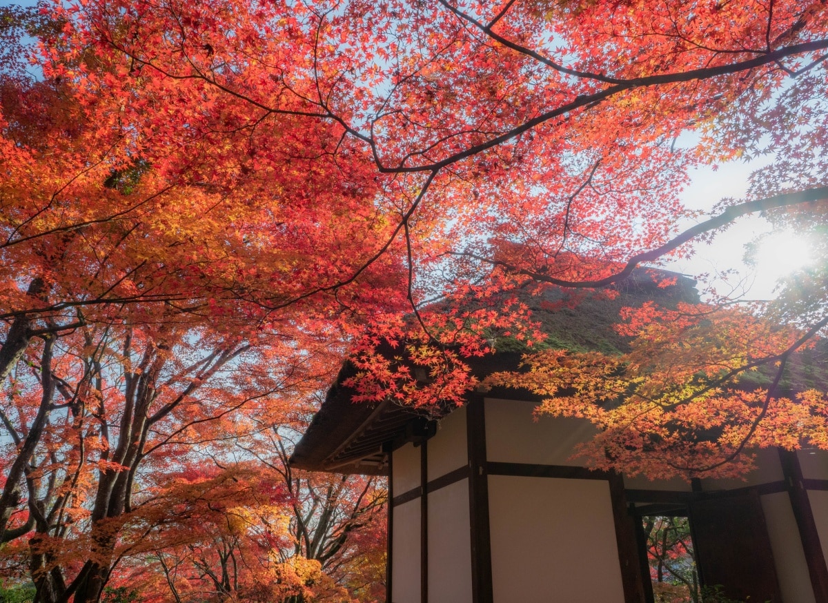 11. 常寂光寺