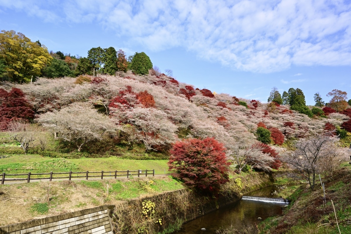 1. สวนโอบาระ ฟุเรไอ (Obara Fureai Park)