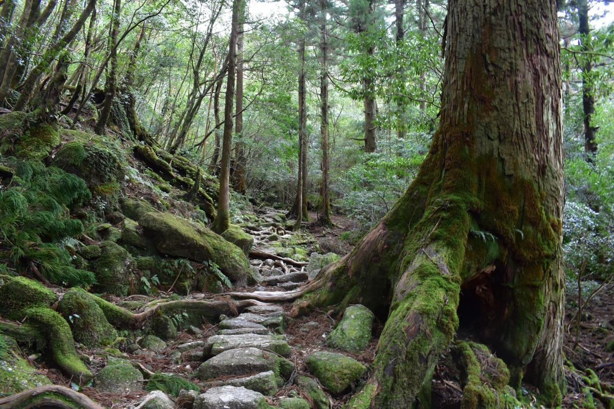 Yakushima