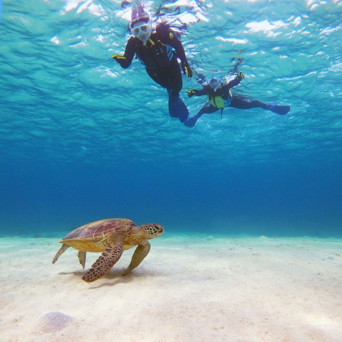 Amami-Oshima Island, Tokunoshima Island, Northern part of Okinawa Island, and Iriomote Island