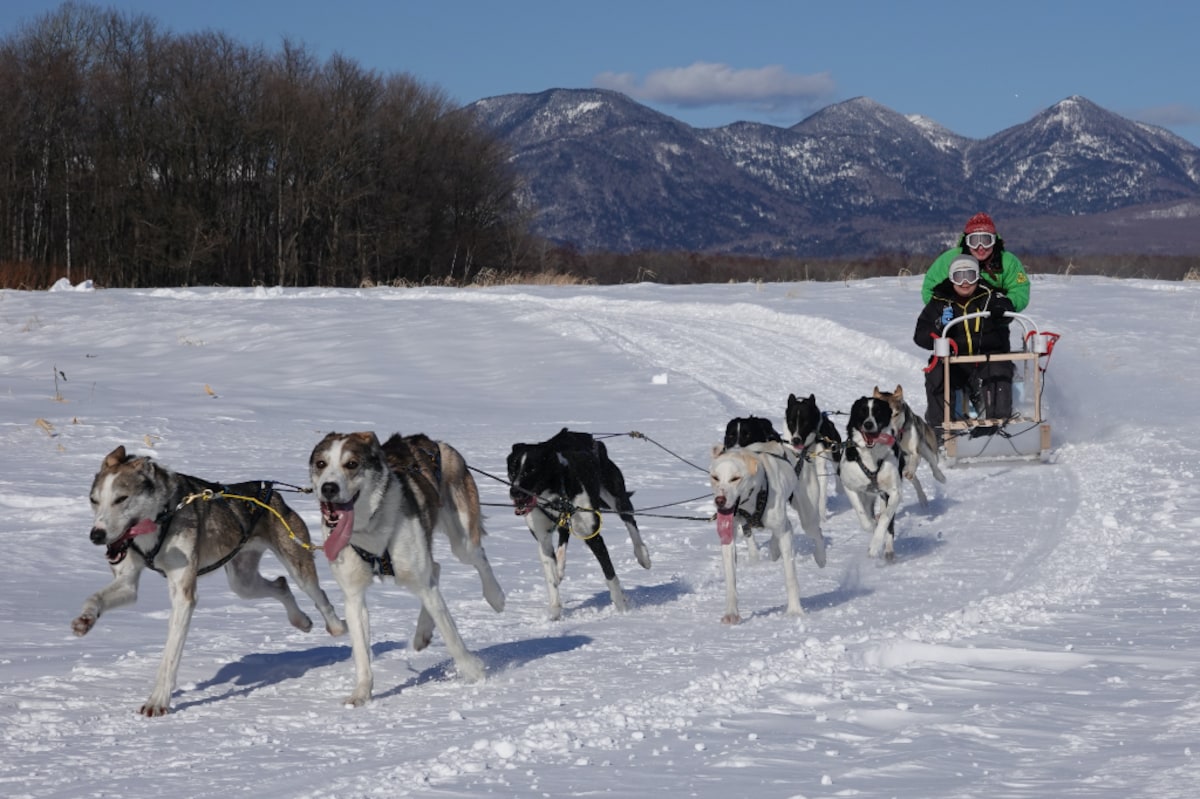 Dog sledding: Mushing Works, Tokachi, Hokkaido