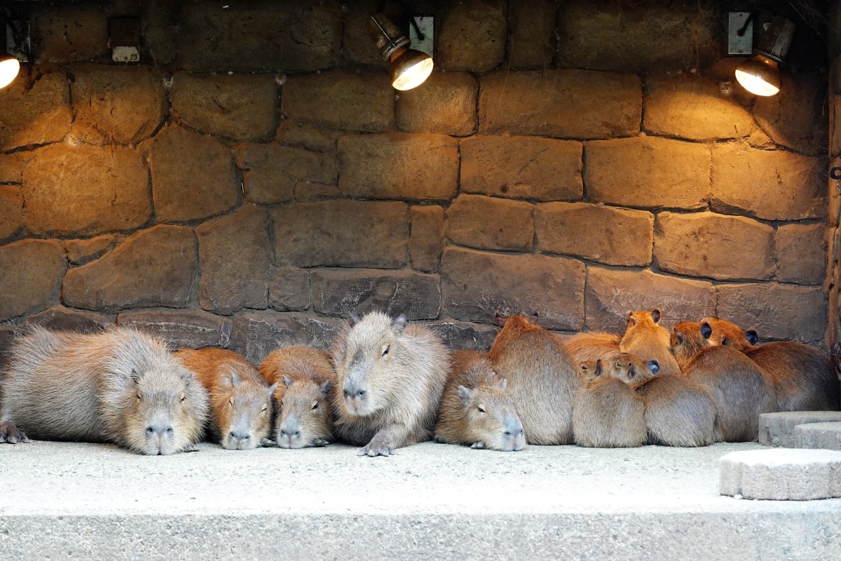 別忘了備用電池！萌翻天的伊豆仙人掌動物園