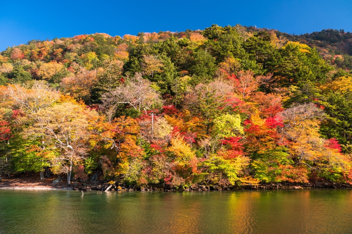 想遍覽中禪寺湖，強力推薦乘坐環湖遊船