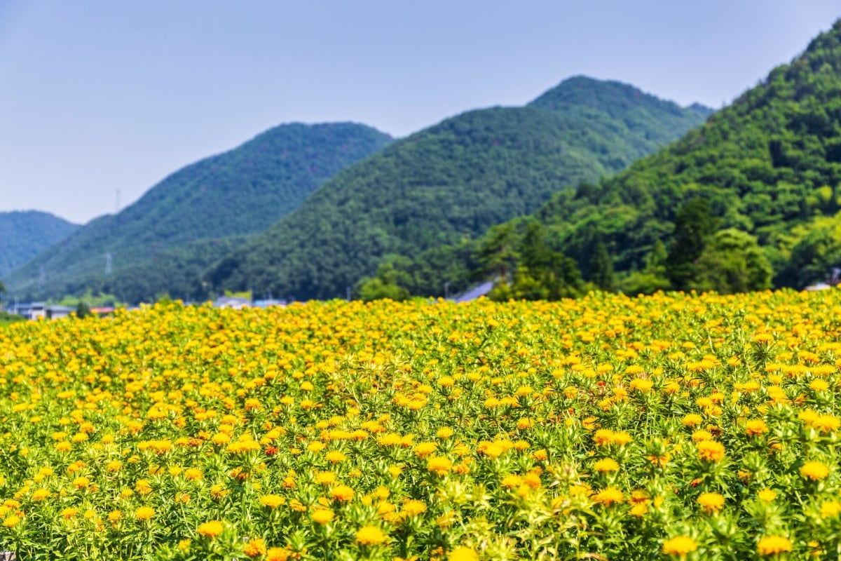 红花与山形