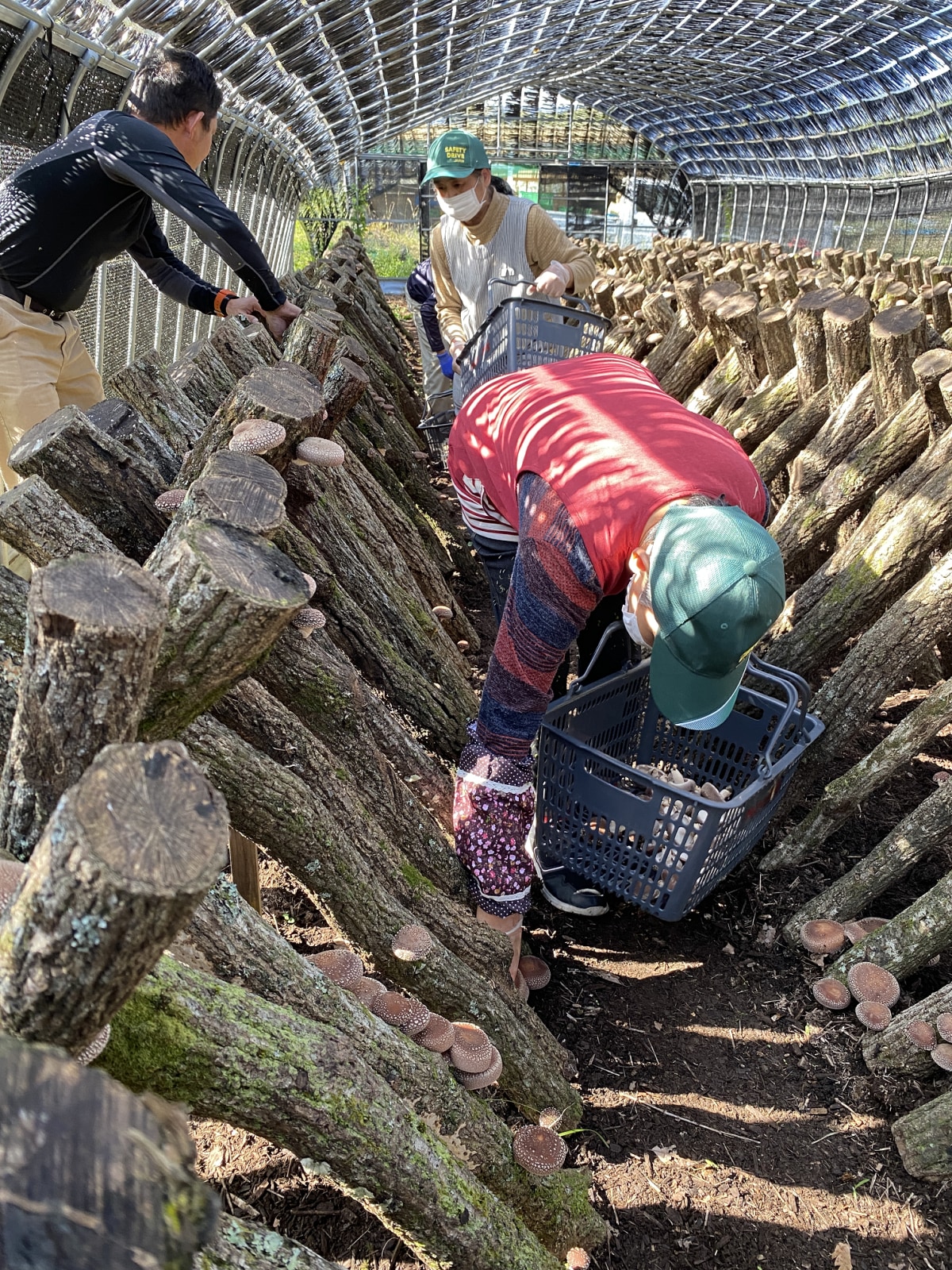 Case 4: Dried shiitake mushroom cultivation makes the most of the local climate and human resources -the Sustainability Award 2020