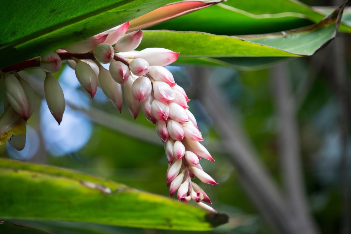 Shell Ginger