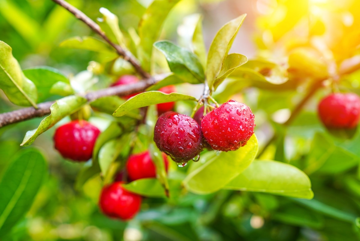 Acerola Oil