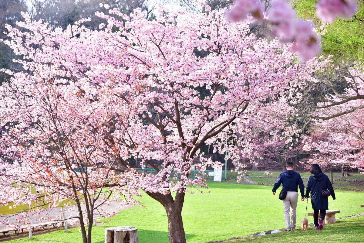 4. สวนมารุยามะและศาลเจ้าฮอกไกโด จังหวัดฮอกไกโด (Maruyama Park and Hokkaido Shrine, Hokkaido)