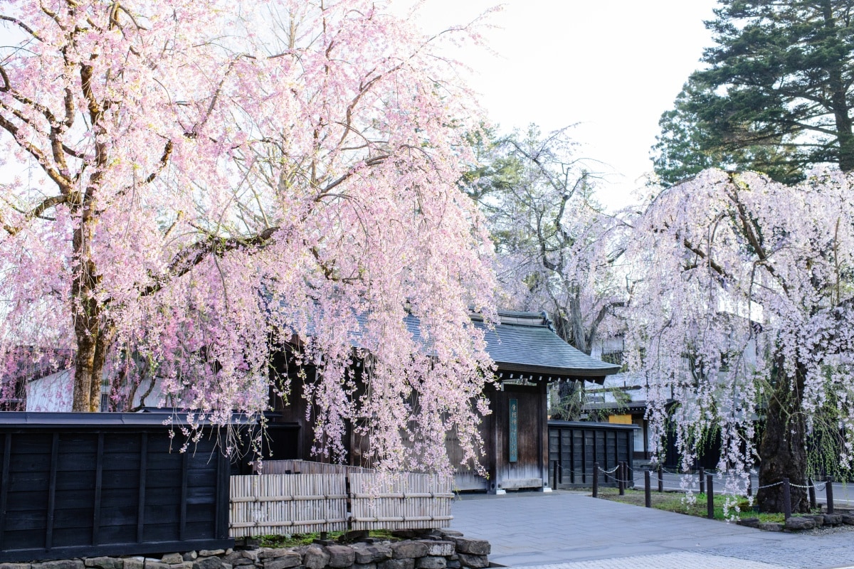 7. ย่านคาคุโนะดาเตะ จังหวัดอากิตะ (Kakunodate, Akita)