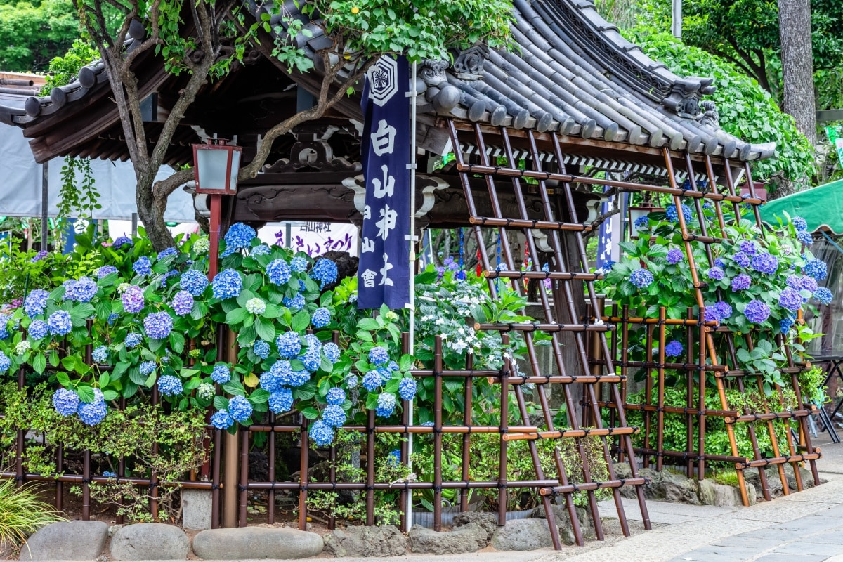 3. ศาลเจ้าฮาคุซัน โตเกียว (Hakusan Shrine, Tokyo)