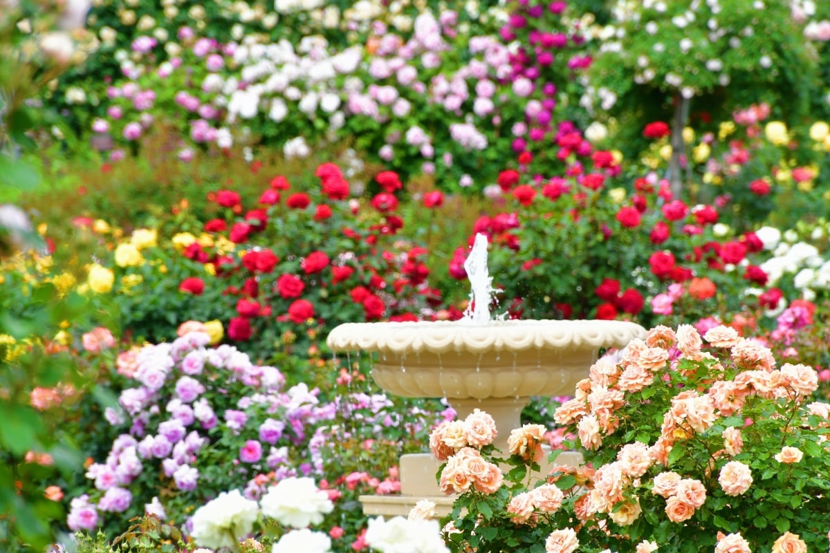 9. สวนกุหลาบเคเซ จังหวัดชิบะ (Keisei Rose Garden, Chiba)