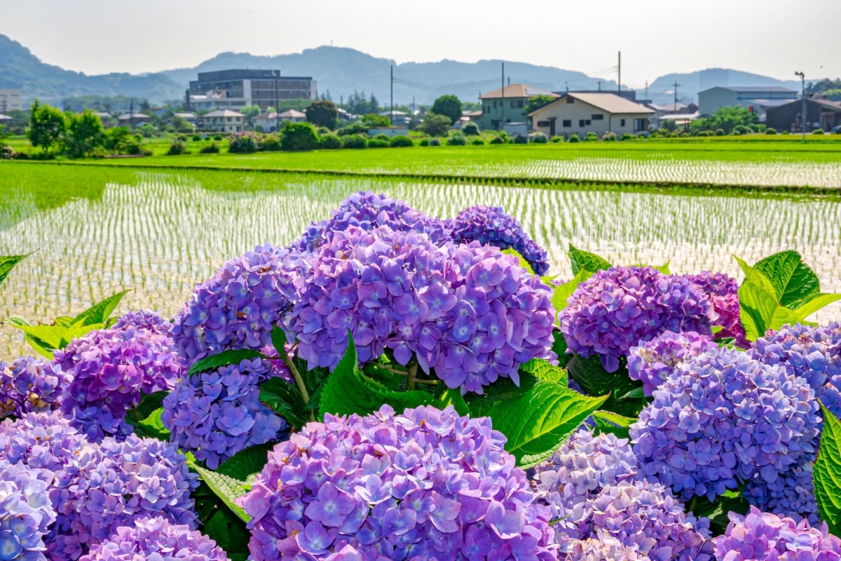 1. อะจิไซ โนะ ซาโตะ (Ajisai no Sato) เมืองไคเซ จังหวัดคานางาวะ (Kaisei, Kanagawa)