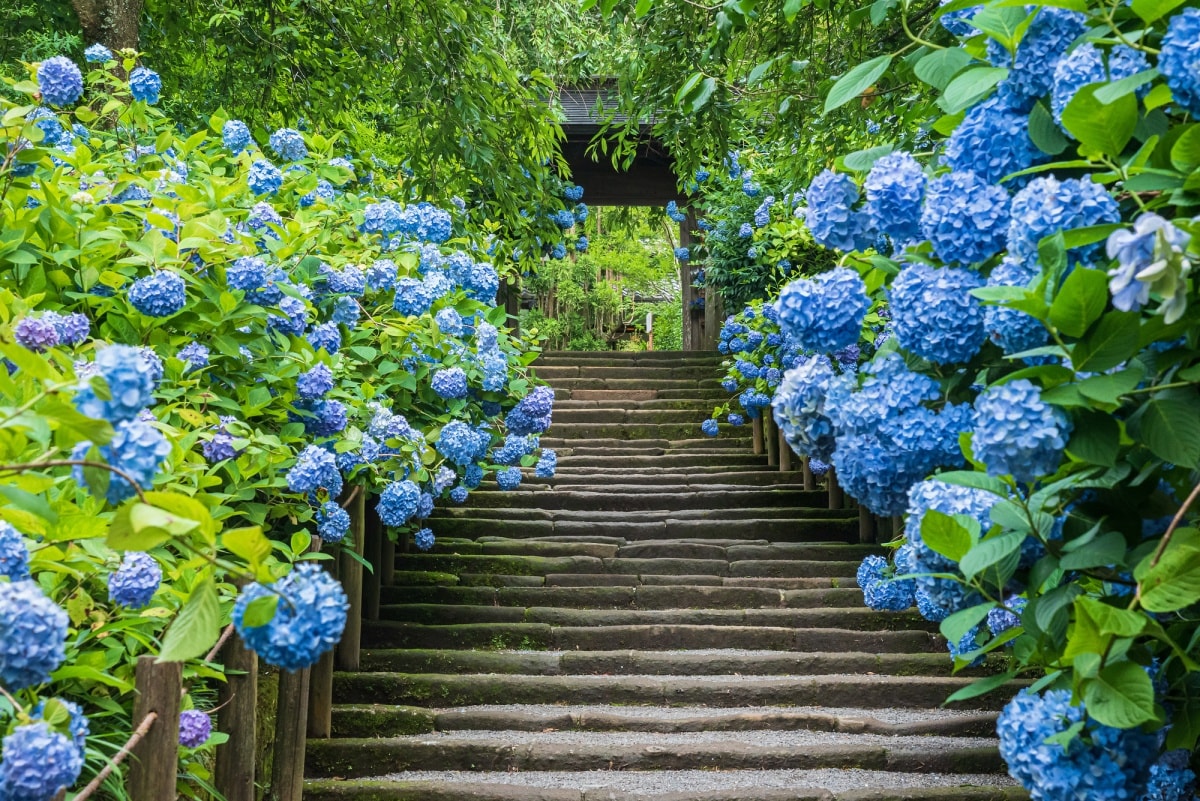 2. วัดเมเก็ตสึอิน (Meigetsu-in) เมืองคามาคุระ จังหวัดคานางาวะ (Kamakura, Kanagawa)