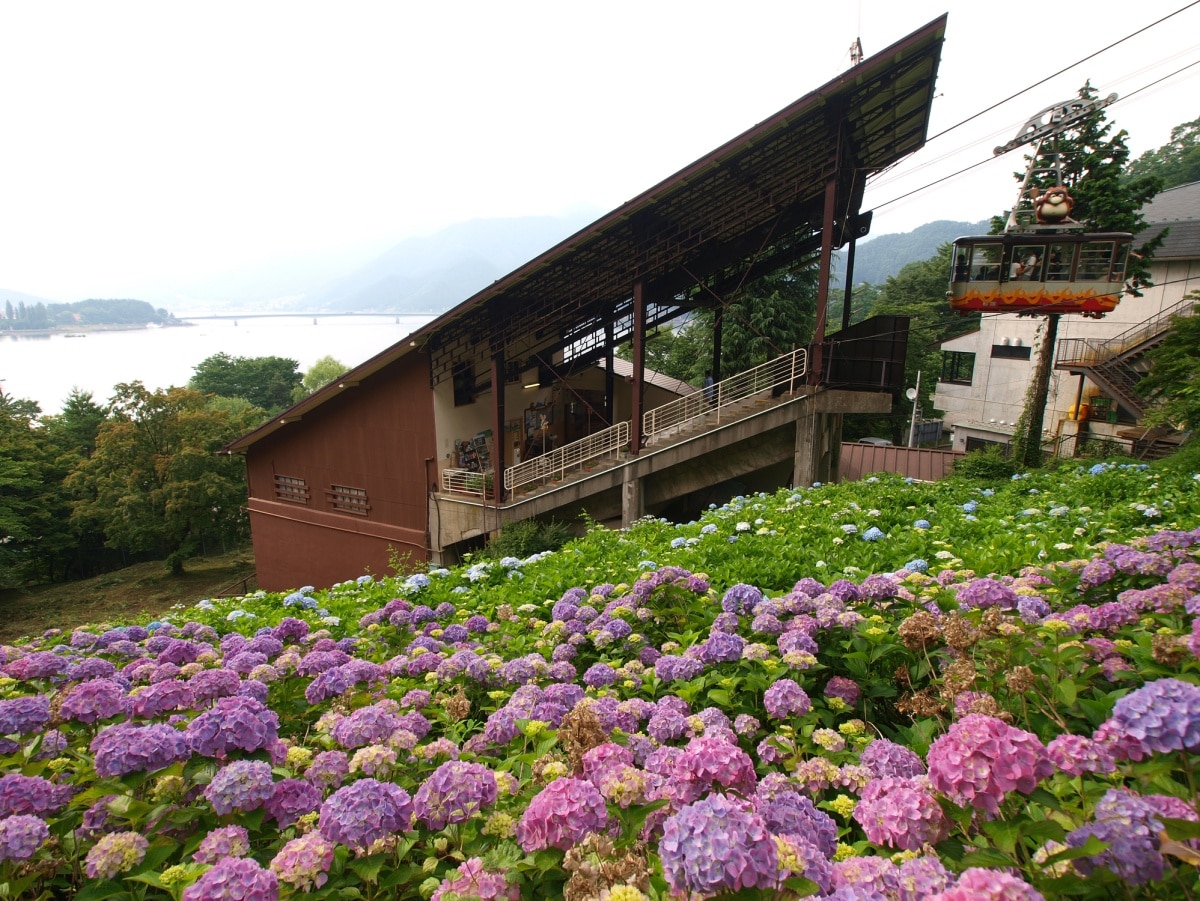 3. สวนสาธารณะเท็นโจยามะ (Tenjoyama Park) เมืองฟุจิคาวะกุจิโกะ จังหวัดยามานาชิ（Fujikawaguchiko, Yamanashi)