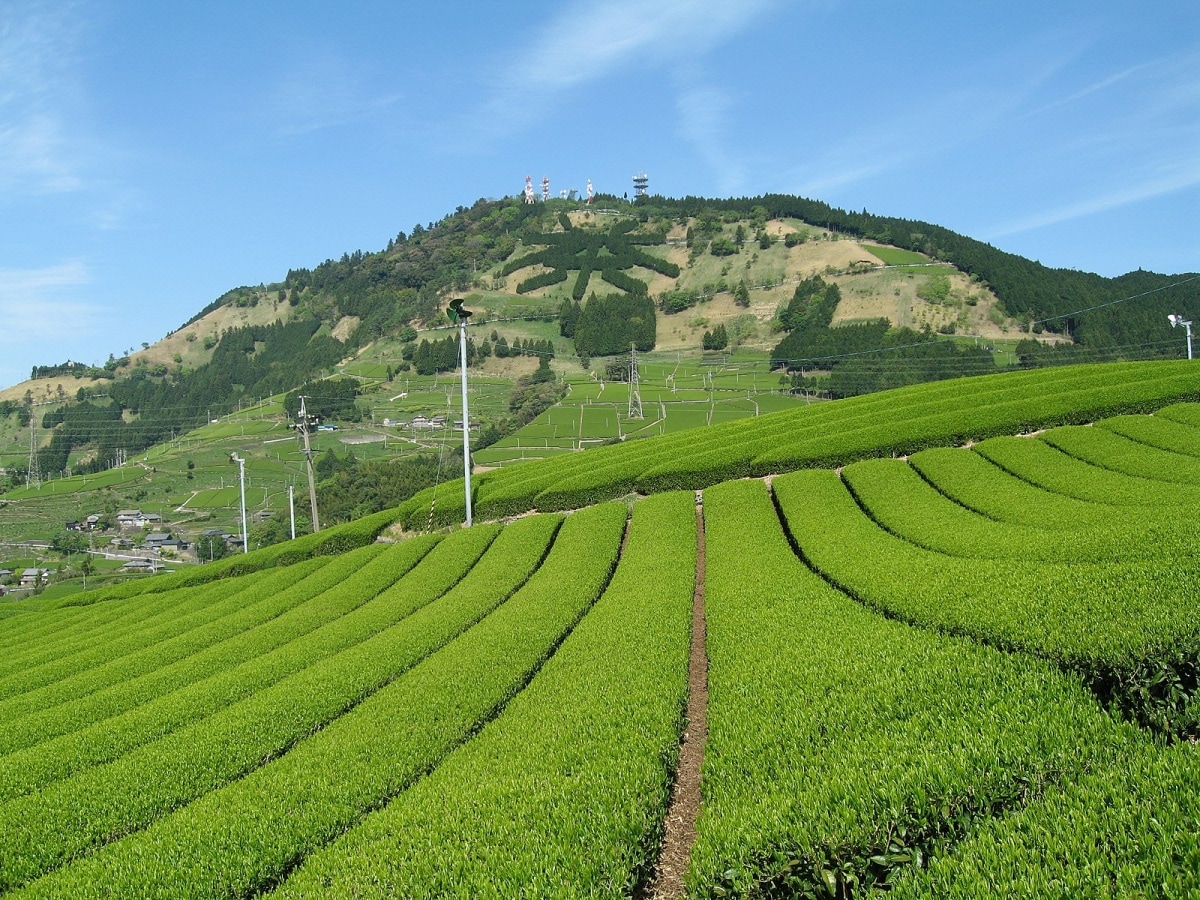 Shizuoka Prefecture: Producers of 40 Percent of Japan's Tea
