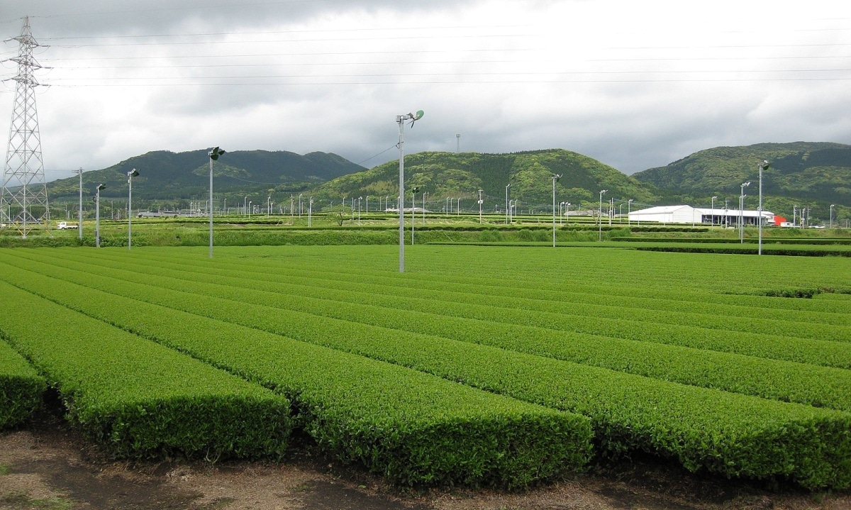 Kagoshima Prefecture: Volcanoes in the Mist