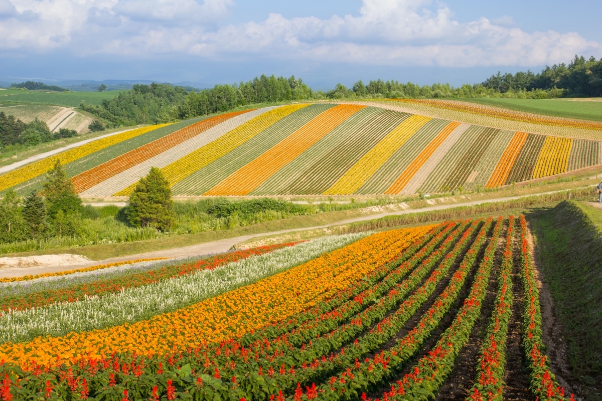 17. ทุ่งดอกไม้ชิกิไซโนะโอกะ จังหวัดฮอกไกโด (Shikisai No Oka, Hokkaido)