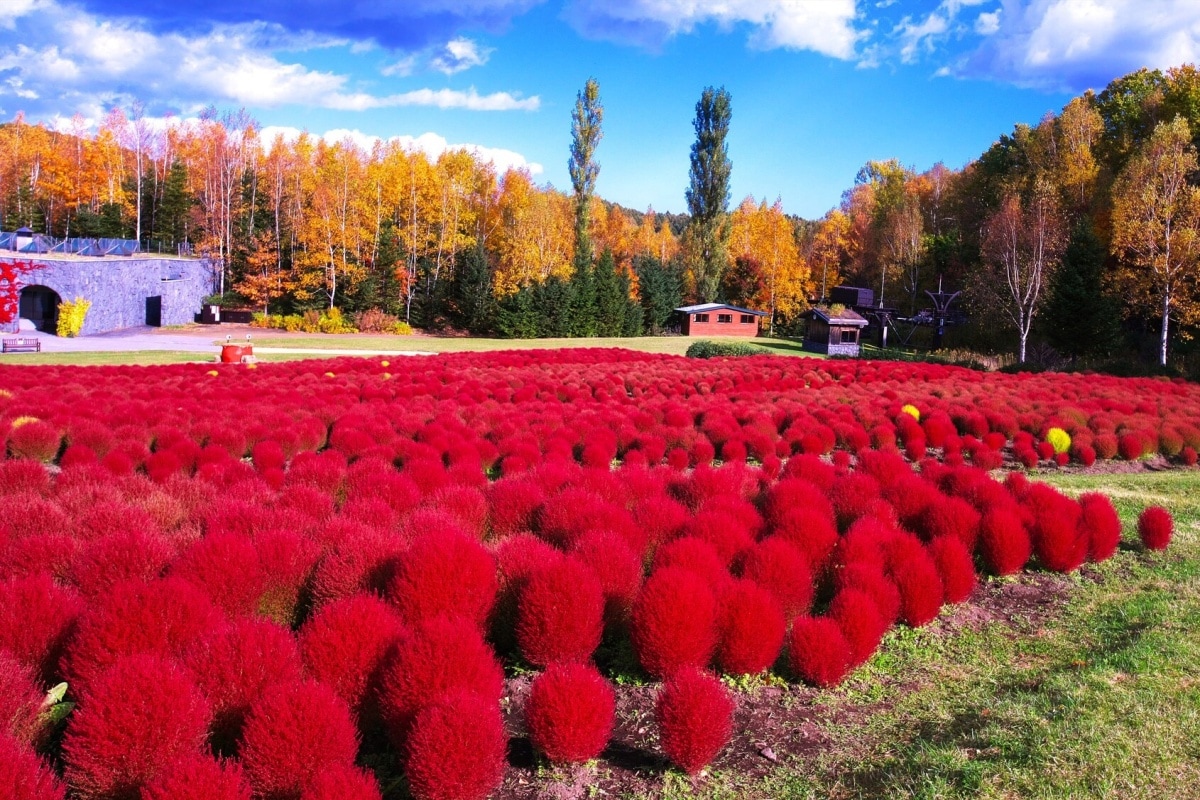 山林瀑布交疊楓紅｜國營瀧野鈴蘭丘陵公園