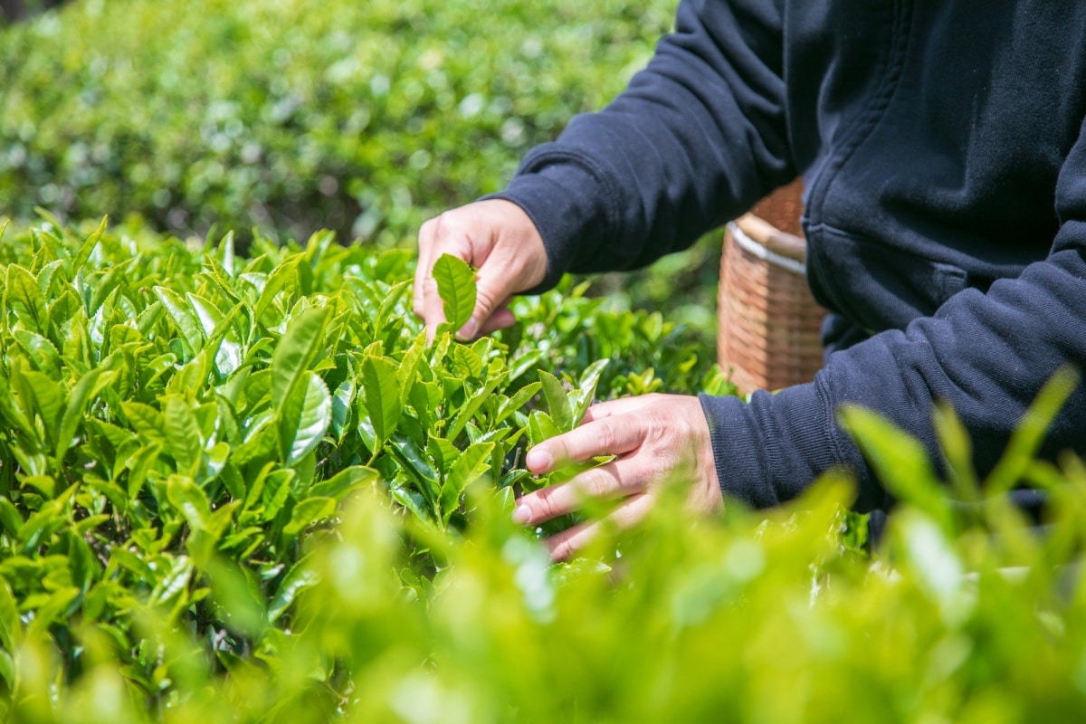 "One of the main teas, called Honyama-cha, is said to have been the favorite of the shogun Tokugawa Ieyasu"