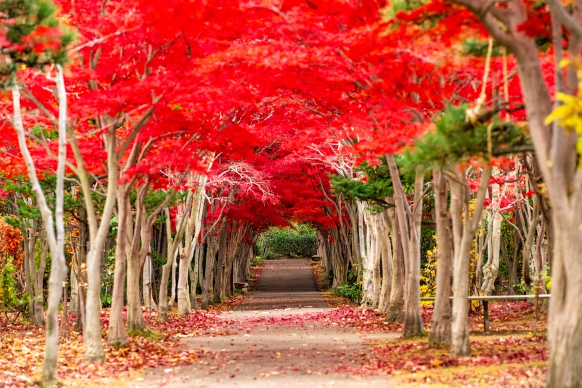 深入紅葉隧道療癒心靈｜平岡樹藝中心