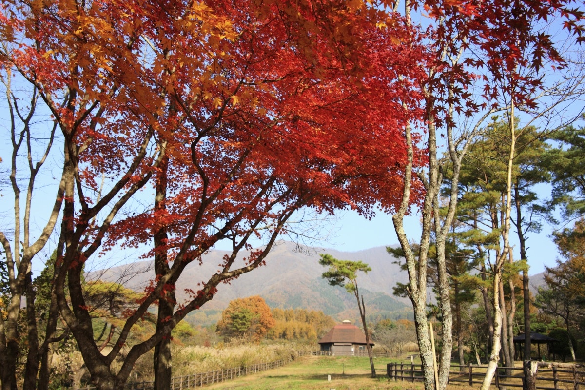 登高赏秋胜地｜蒜山高原