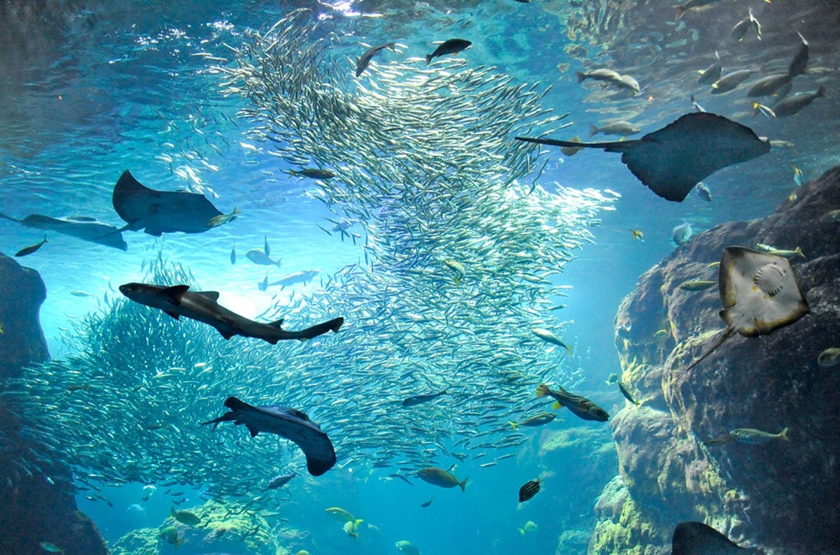 新江之岛水族馆