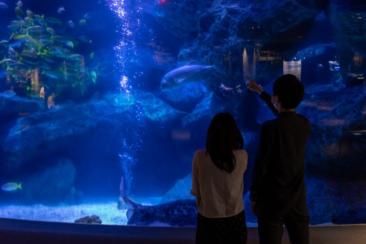 在東京晴空塔裡的「墨田水族館」來趟水中散步