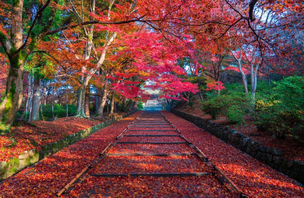 8. วัดบิชามอนโด (Bishamondo Temple: 毘沙門堂)