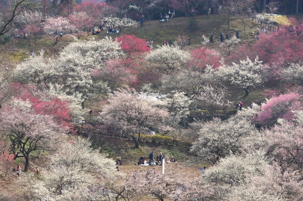 Yoshino Baigo and Ome Plum Park