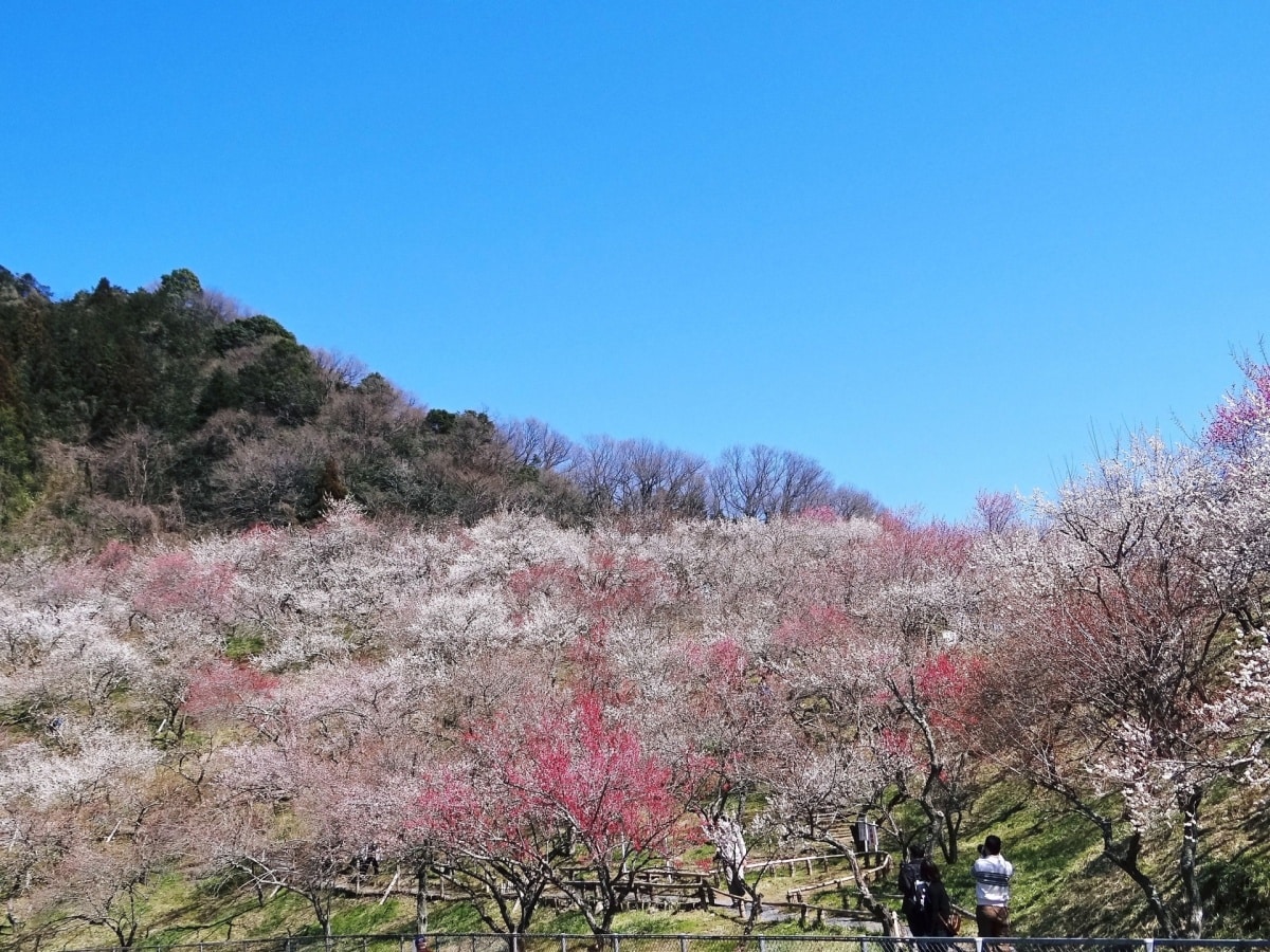 Kogesawa Plum Grove (Hachioji)