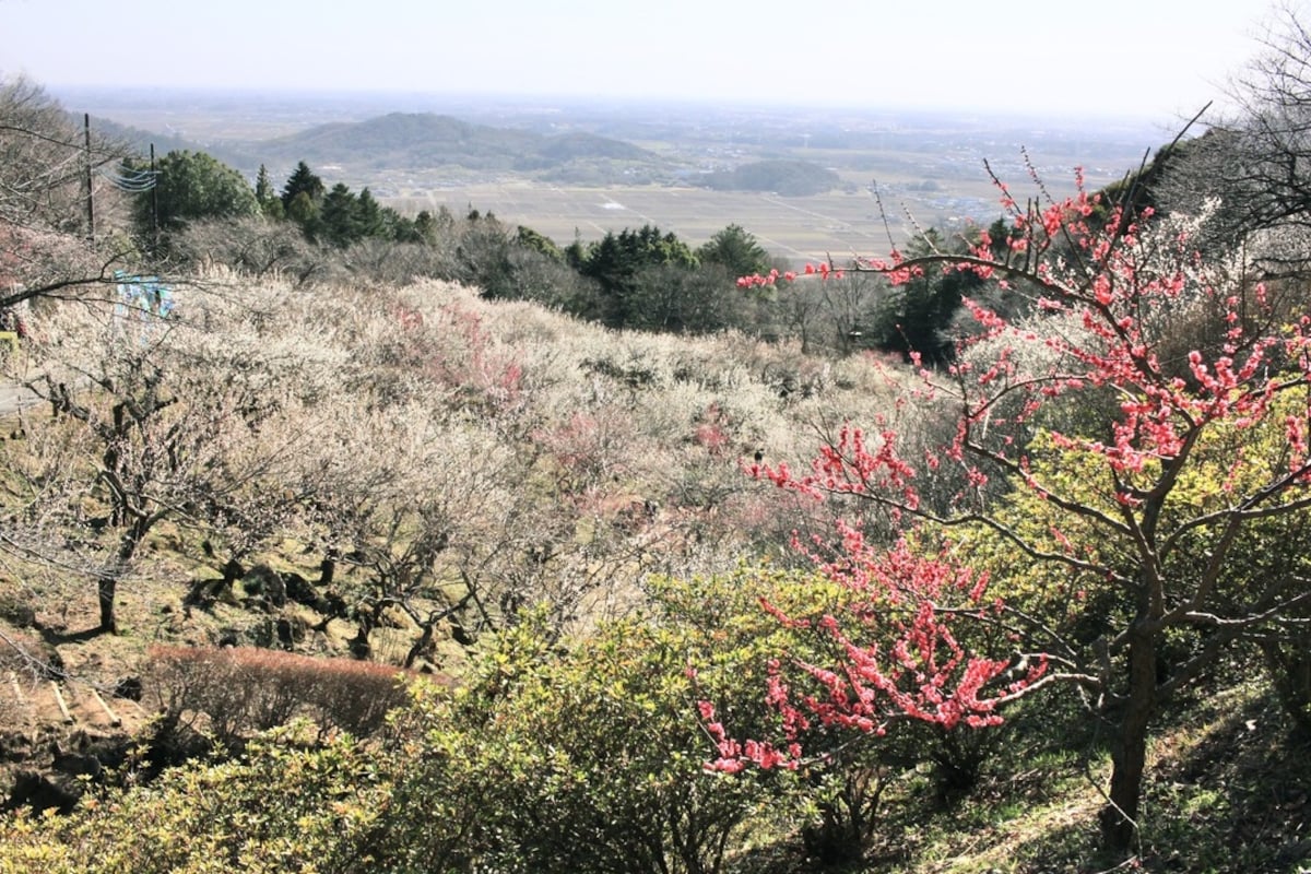 Tsukuba Bairin (Ibaraki, outside Tokyo)