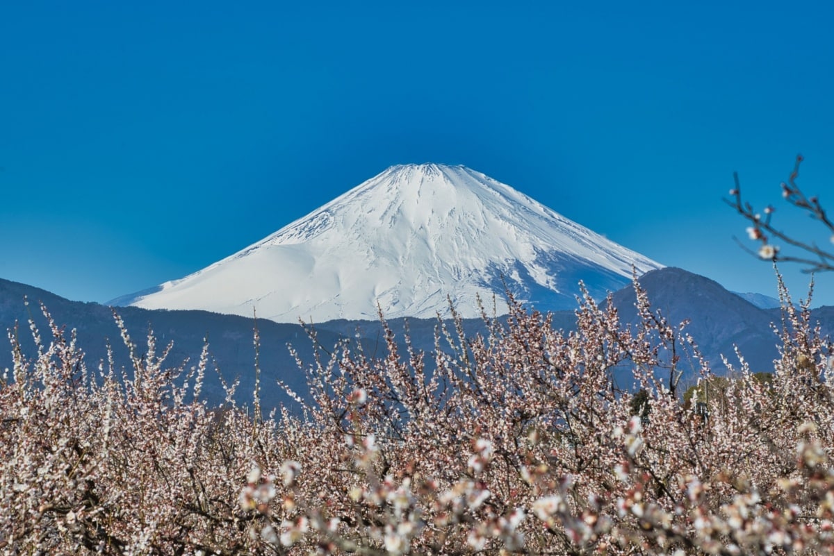 Soga Plum Grove (Kanagawa, outside Tokyo)