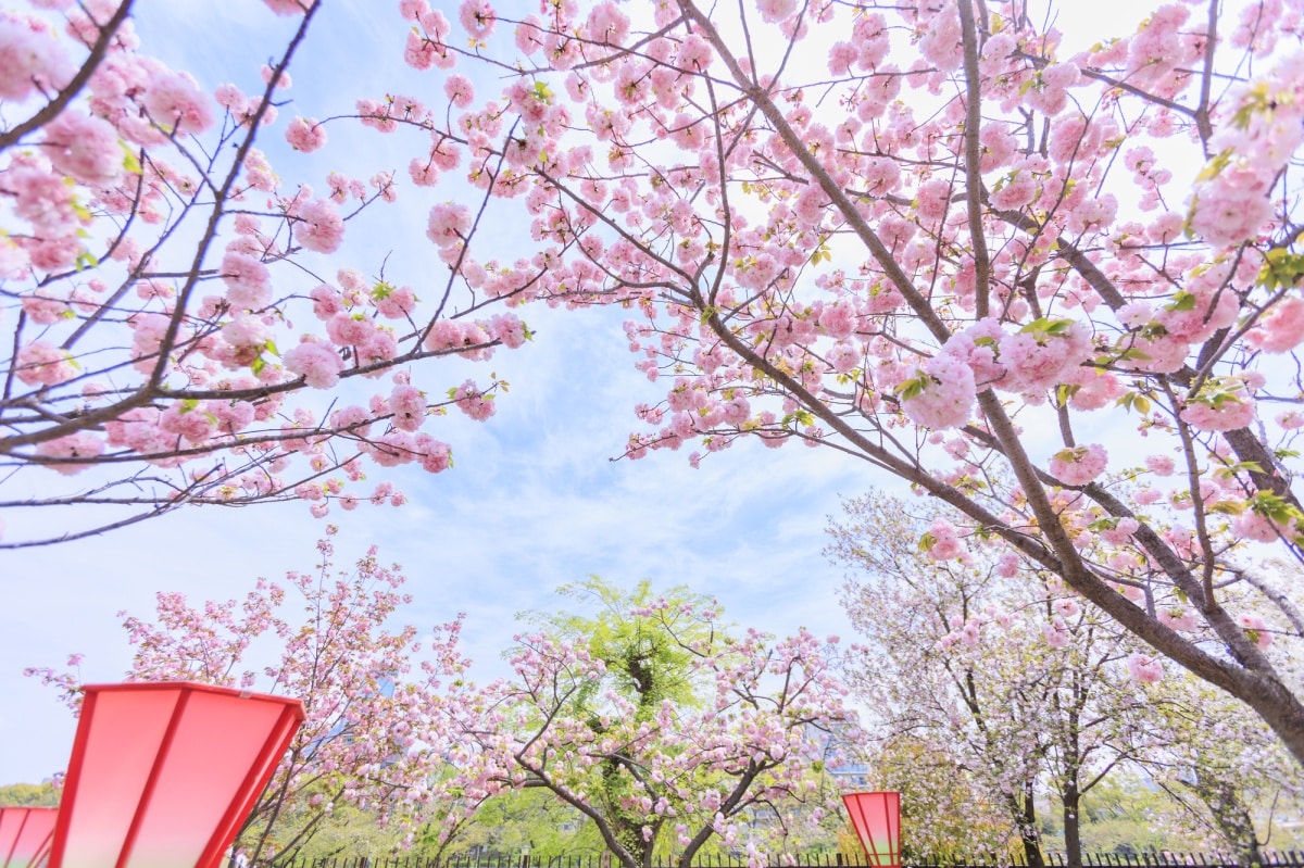 造币局樱花路