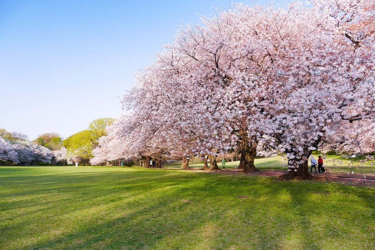 ■東京賞櫻推薦景點4：砧公園