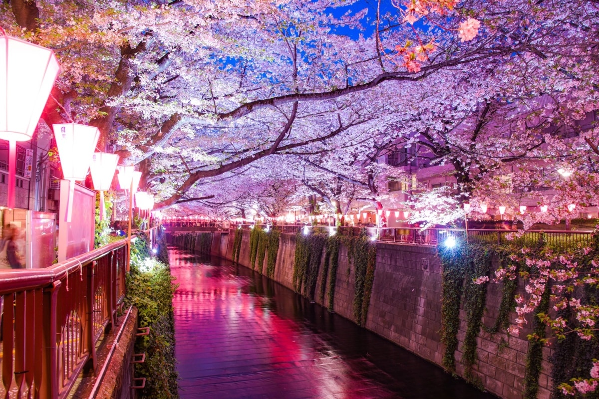 ■東京賞櫻推薦景點5：目黒川