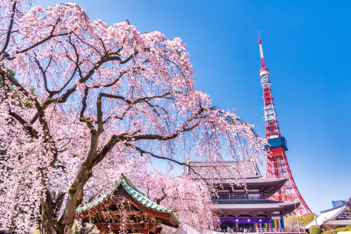 ■東京賞櫻推薦景點7：増上寺