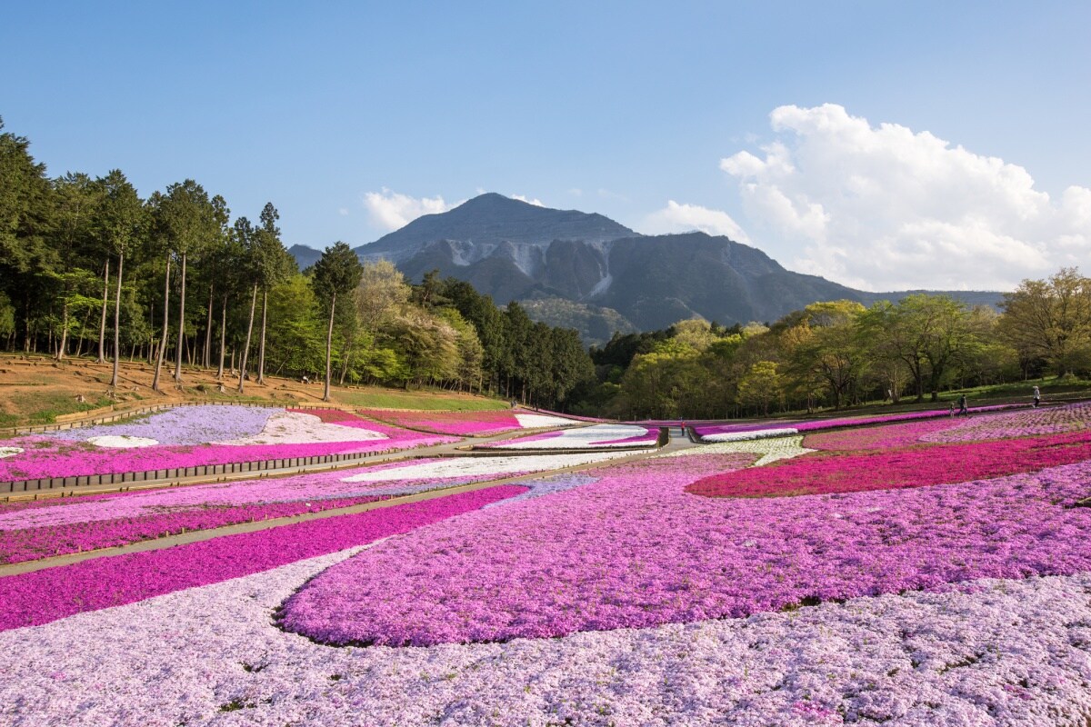 琦玉县：羊山公园