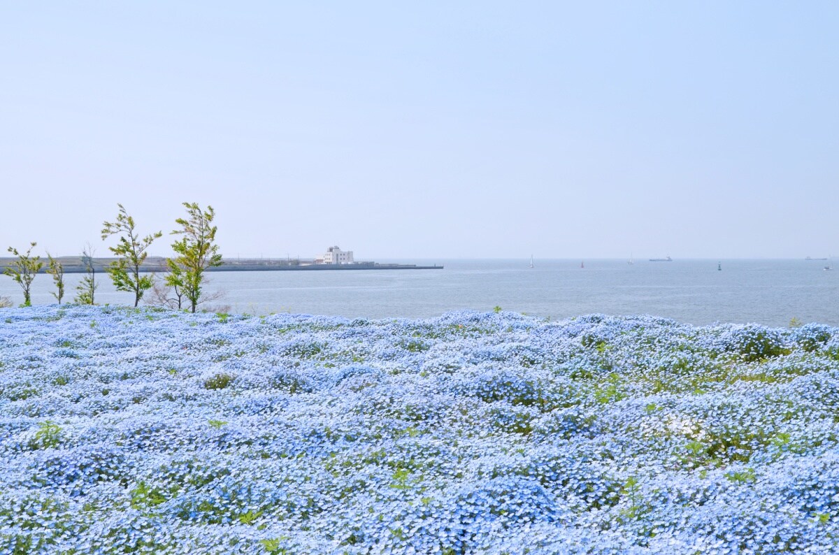 大阪：大阪舞洲临海公园