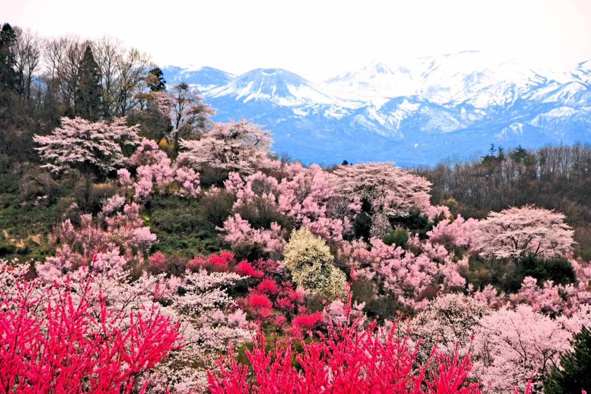 櫻花散策道漫遊 體驗醉人美景｜福島 花見山公園