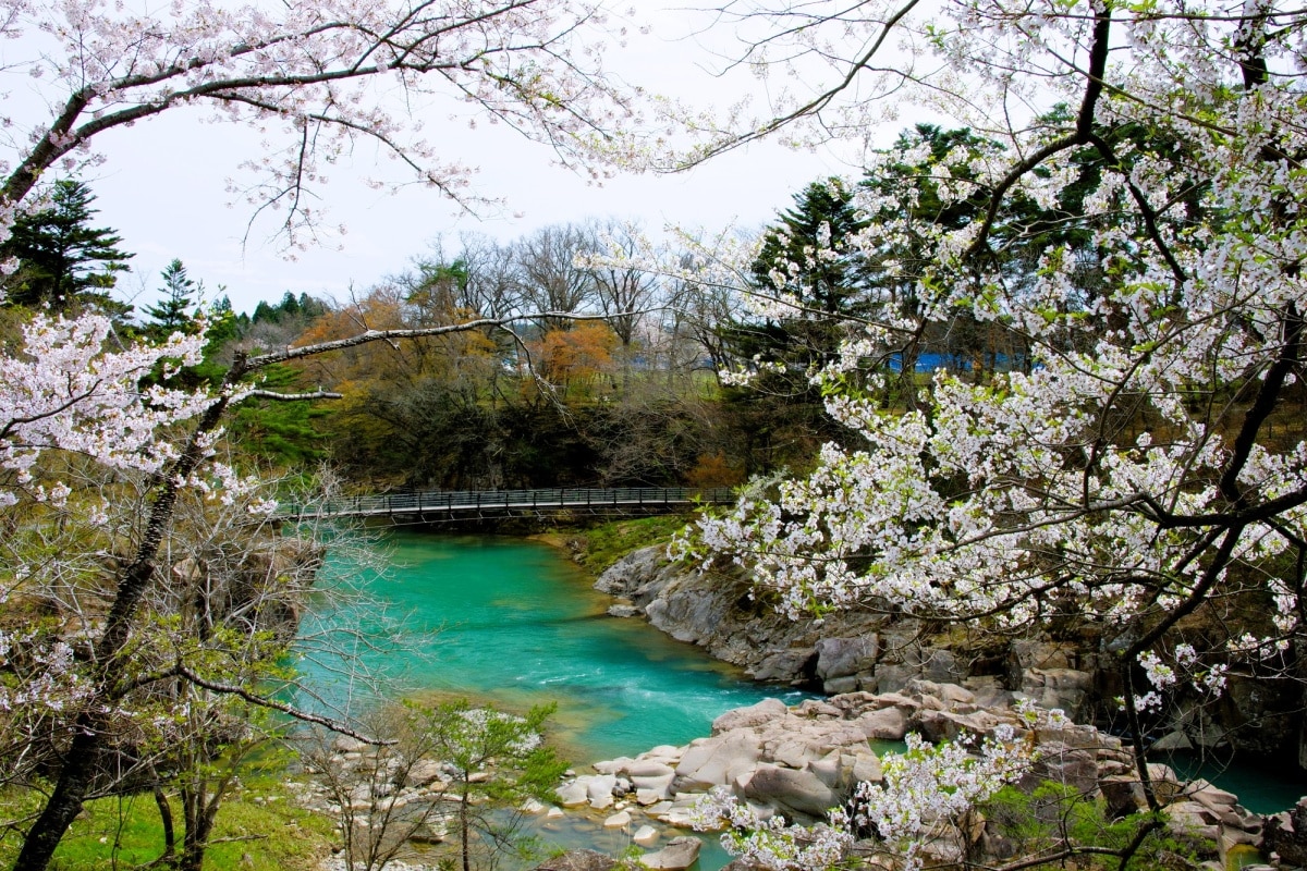 江戶彼岸櫻染粉河道 優雅而美麗｜岩手 嚴美溪峽谷