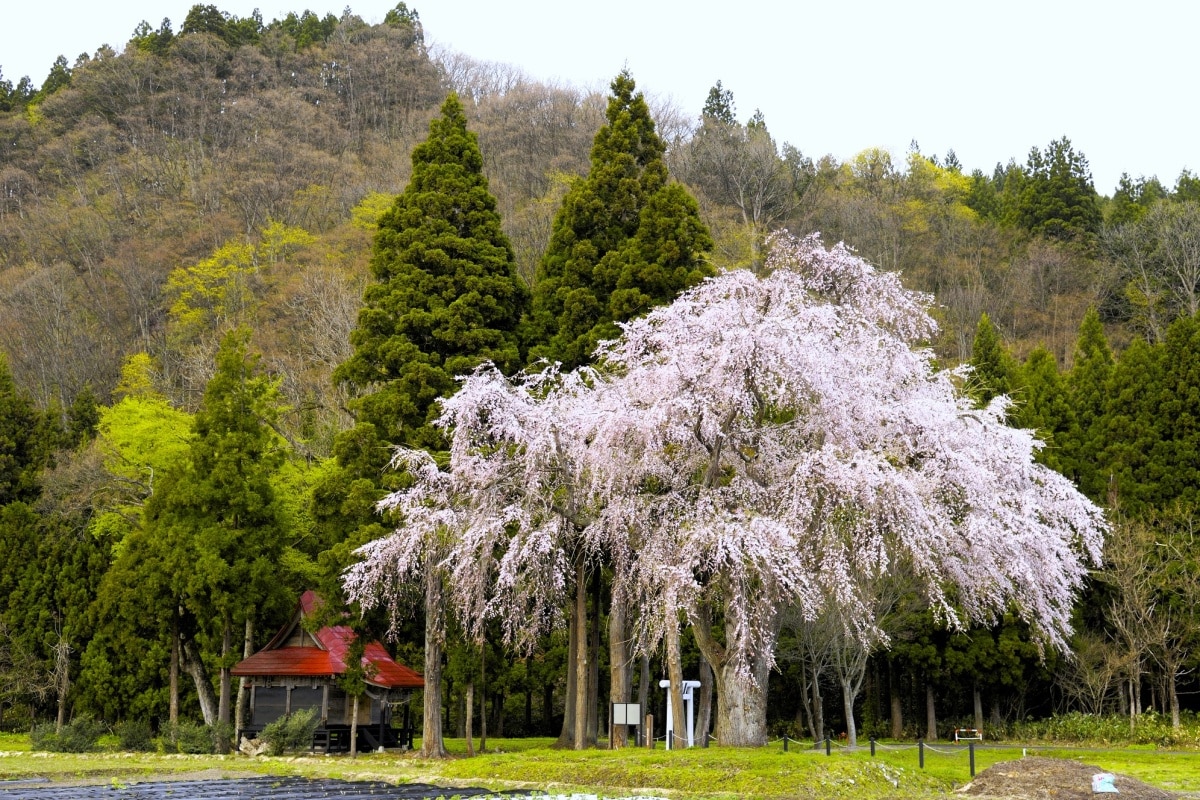 垂枝櫻氣勢蓬勃 廣達19公尺寬｜秋田 白山神社