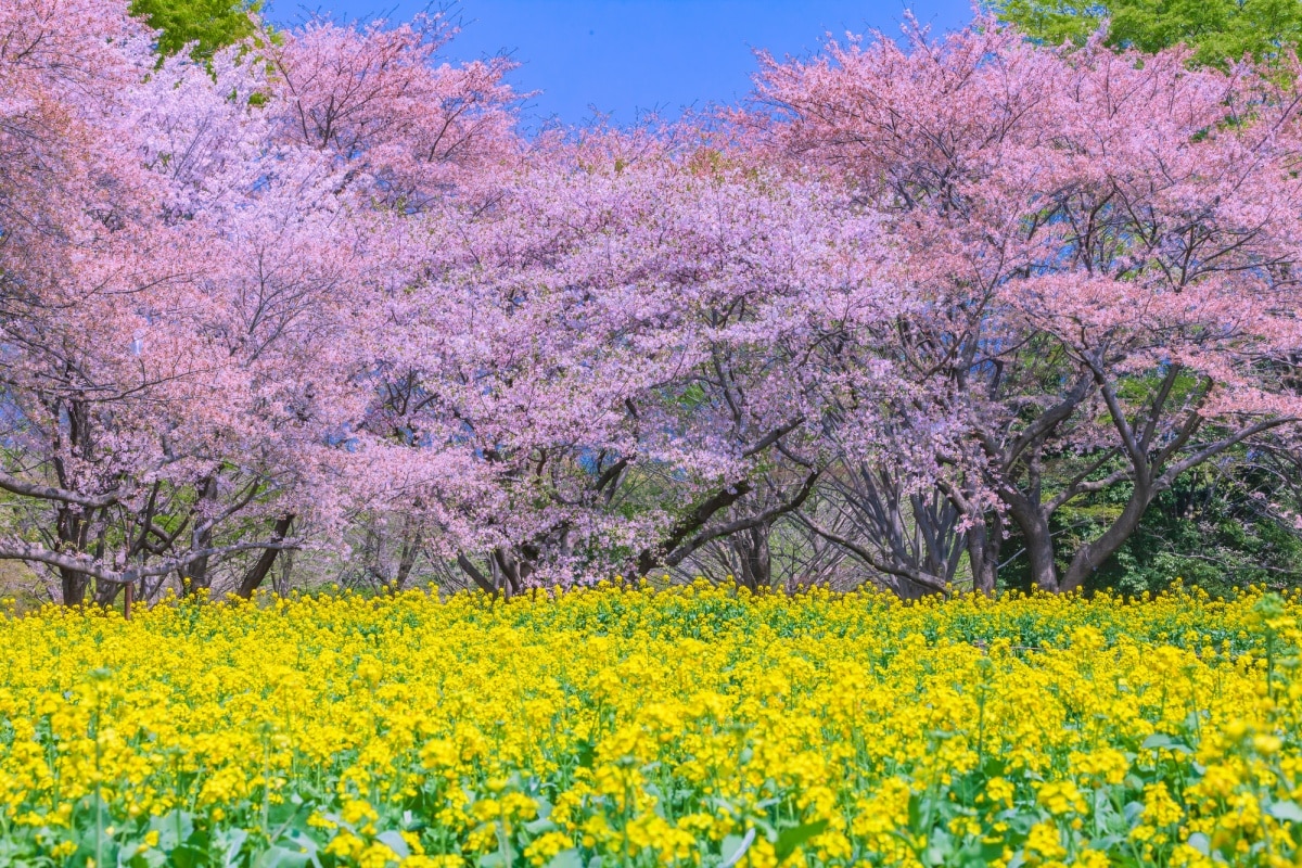 3. สวนสาธารณะโชวะคิเน็น (Showa Kinen Park: 国営昭和記念公園)