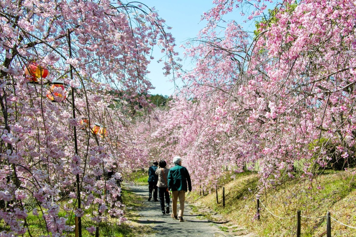 TOP4_穿越櫻花隧道體驗春意｜岡山・竹部森公園（たけべの森公園）