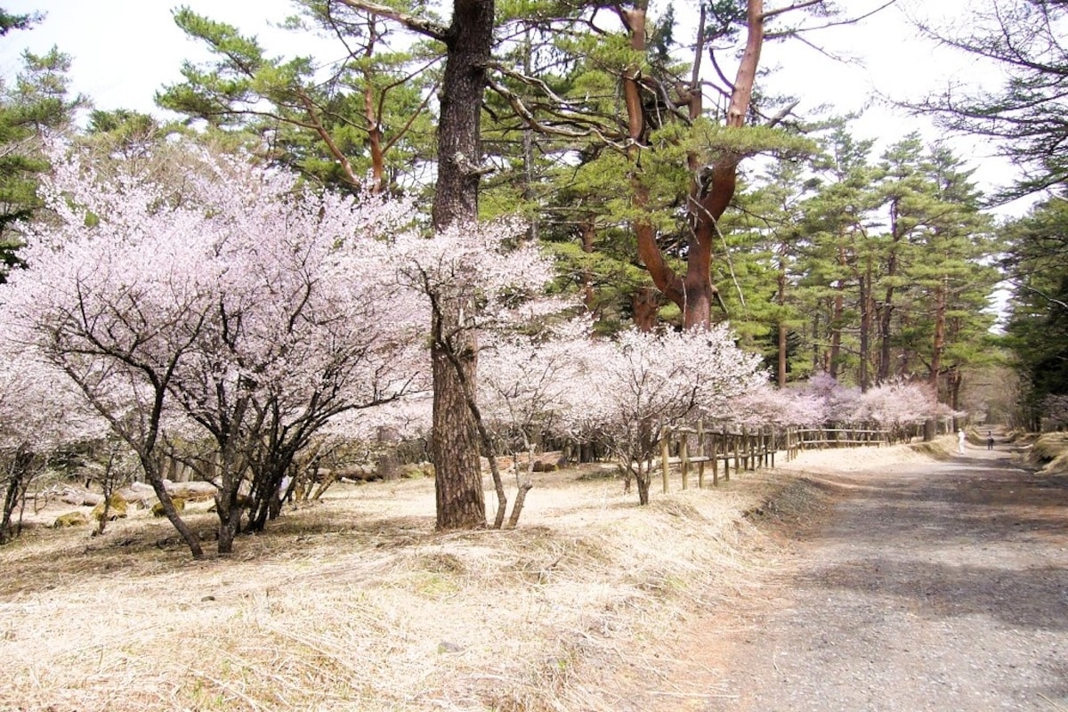 TOP3_櫻花加乘富士山美景｜山梨・富士山吉田口登山道中的茶屋附近