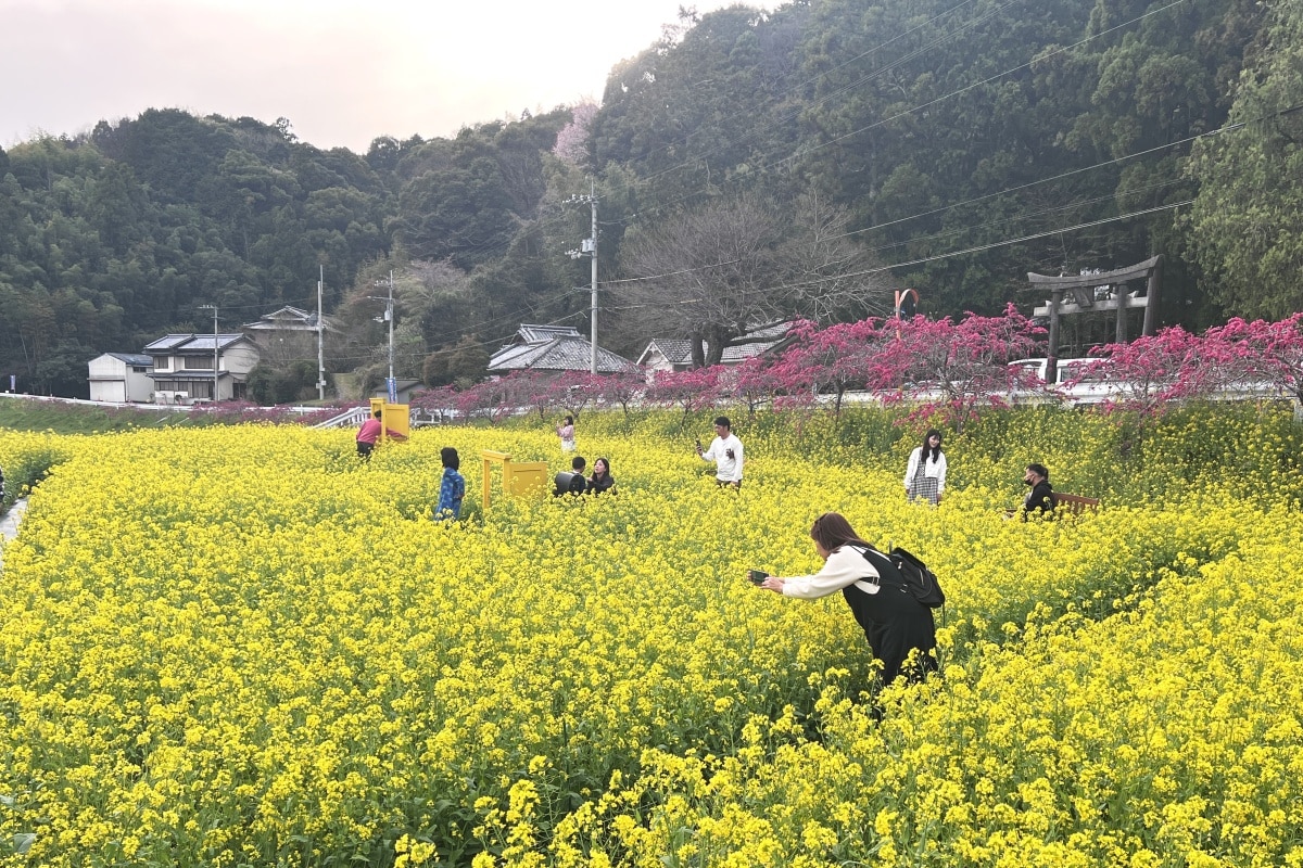 高知郊區景點①：春日限定！萬花盛開的打卡熱點「西川花公園」