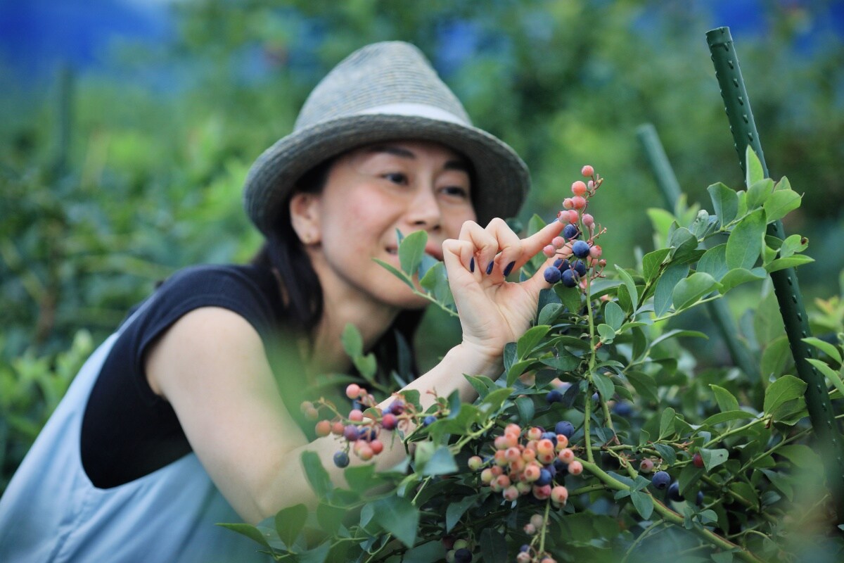 藍莓農場，築夢育成的莊園